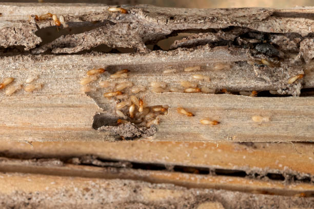 Best Wildlife Control Services  in Point Pleasant, WV