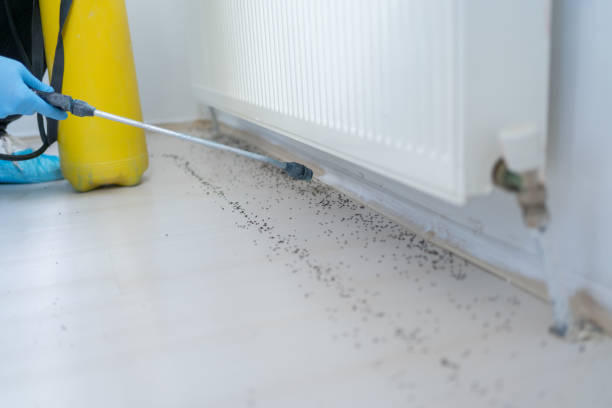 Best Termite Control Services  in Point Pleasant, WV